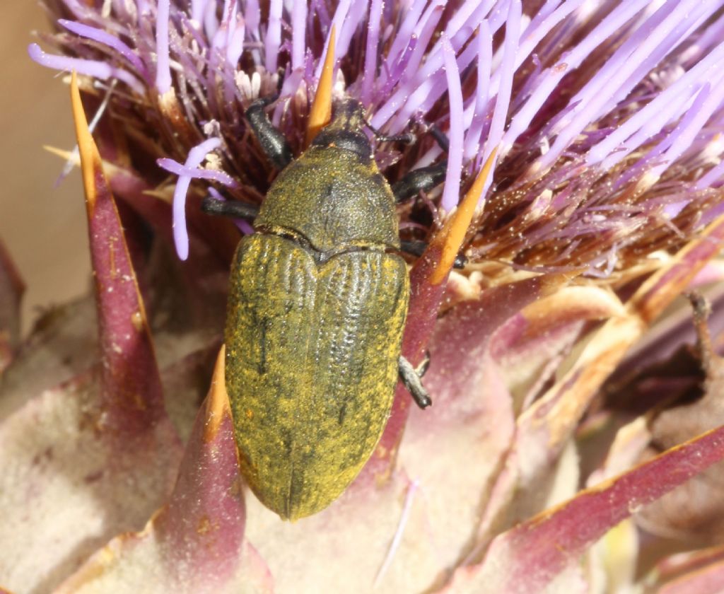 Curculionidae: Larinus? Larinus cynarae (cf.)